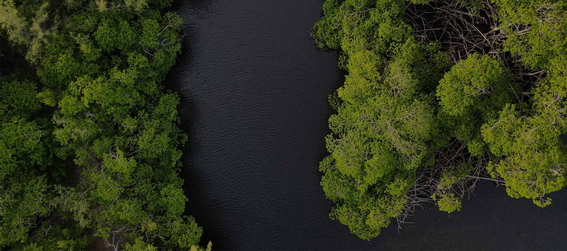 The environment